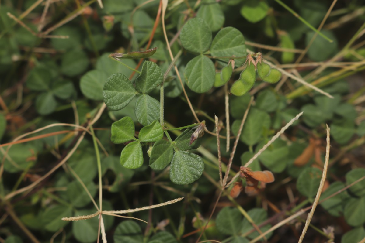 Rhynchosia minima (L.) DC.